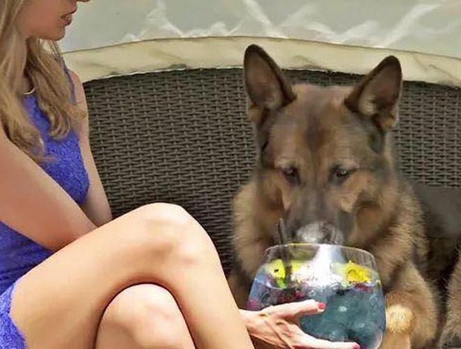 Nếu những chú chó mèo khác giàu có là nhờ "lao động" thì chú chó Gunther IV giàu có nhờ thừa hưởng gia sản kếch xù