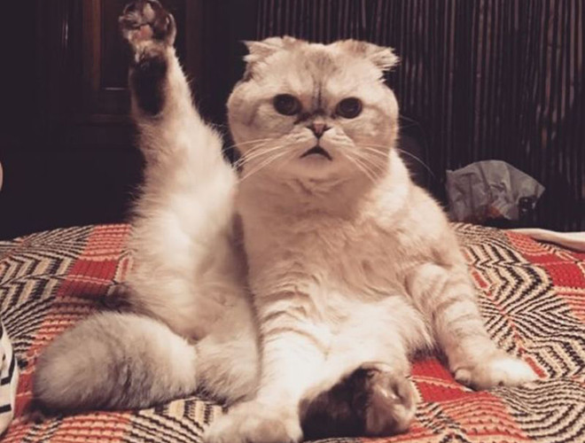 Hiện Olivia sở hữu số tài sản 97 triệu USD. Với số tài sản khổng lồ kể trên, Olivia cũng là cô mèo giàu nhất trong số 3 cô mèo nhà Taylor là Meredith kiêu sa và Button bé nhỏ vừa được nhận vào đại gia đình