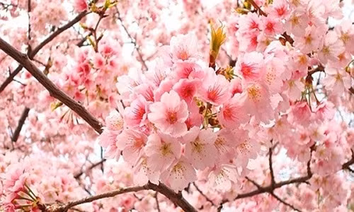 10.000 cay hoa anh dao da toi Ha Noi phuc vu le hoi