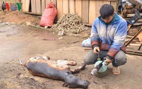 Trau Sa Pa chet hang loat vi ret-Hinh-2