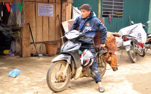 Trau Sa Pa chet hang loat vi ret-Hinh-4