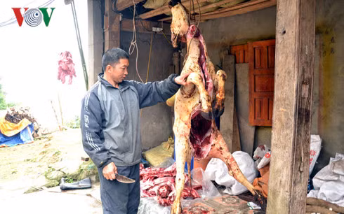 Trau Sa Pa chet hang loat vi ret-Hinh-3