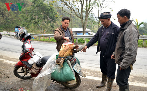 Trau Sa Pa chet hang loat vi ret-Hinh-9