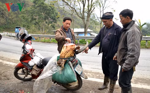 Trau Sa Pa chet hang loat vi ret-Hinh-9