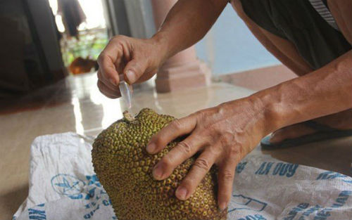 Bơm hóa chất vào mít (Ảnh: Báo Lao động).