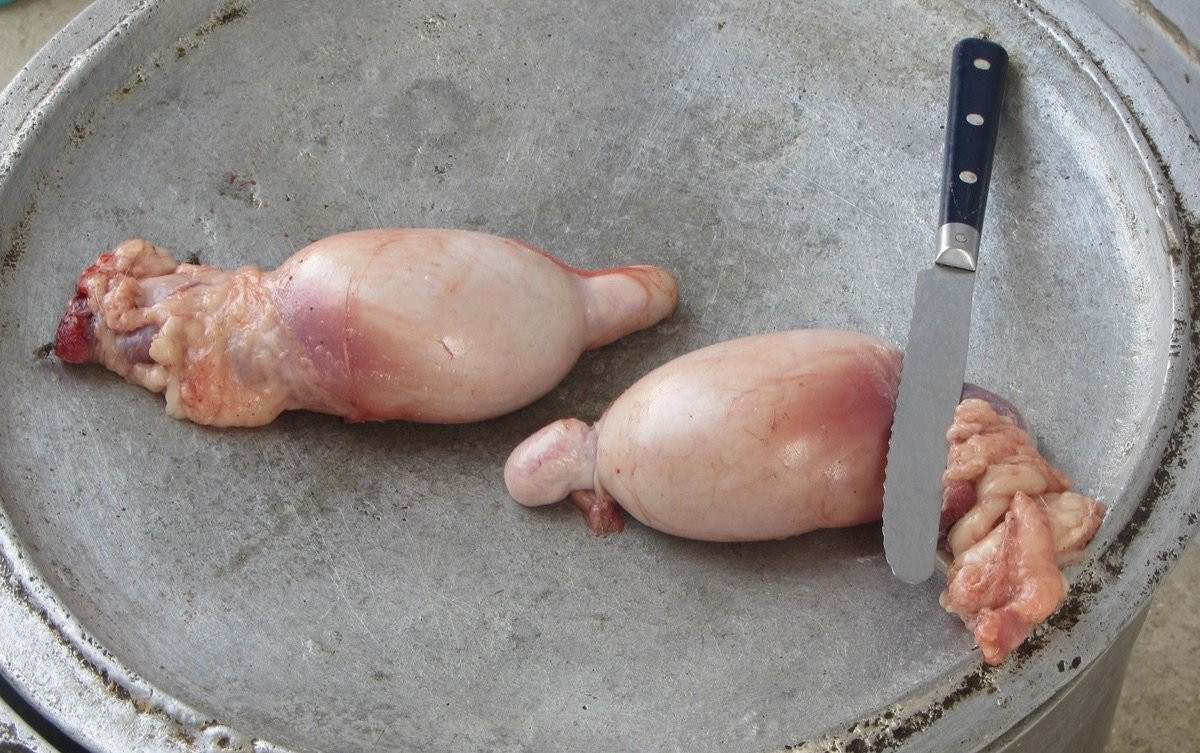 Để làm được món ăn này đòi hỏi phải có công thức đặc biệt gọi là frivolites beneventines. Đầu tiên, tinh hoàn cừu được chọn là tinh hoàn cừu lớn, được bóc vỏ ngâm trong nước lạnh 3 giờ.