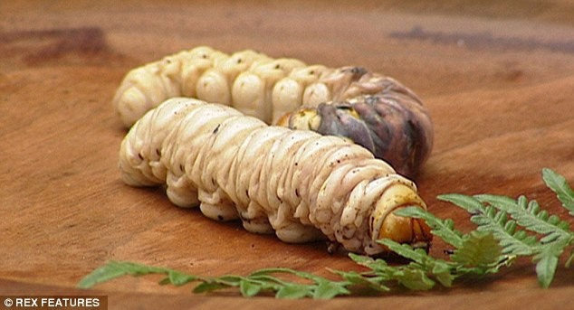 Theo tìm hiểu, Witchetty Grub là loại ấu trùng bướm chuyên sống ở ẩn dật trong các bụi cây Witchetty ở vùng hoang mạc xa xôi Australia. Thân gỗ và rễ cây chính là thức ăn của ấu trùng này.