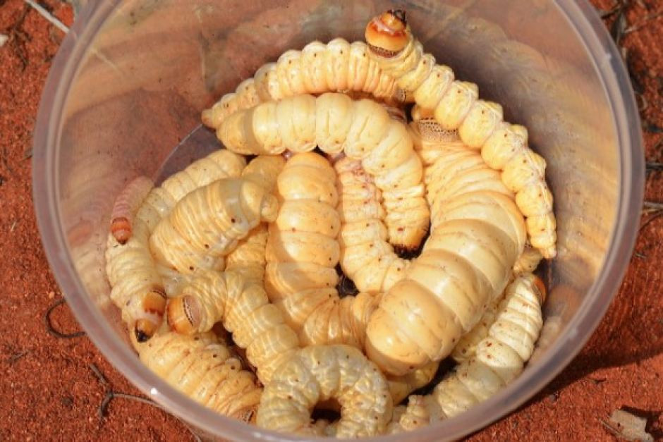 Thậm chí, khi ấu trùng bướm Witchetty Grub quá nhiều, chúng sẽ ăn lan cả thân cây, lúc này tùy tiện bổ, tách thân cây ra là sẽ bắt được chúng. Đa phần các thổ dân Australia sẽ ăn sống ấu trùng bướm Witchetty Grub, thế nhưng khi trở thành các món ăn được phục vụ trong nhà hàng, chúng sẽ được chế biến cầu kỳ hơn một chút.