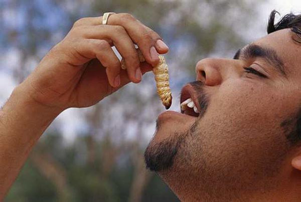 Không giống như các loài ấu trùng bướm khác, ấu trùng bướm Witchetty Grub có kích thước rất lớn, dài khoảng 10cm, to mập, có màu trắng sữa, trắng ngà.