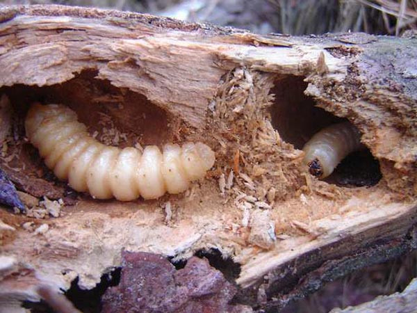Theo nghiên cứu khoa học, ấu trùng bướm Witchetty Grub quả thực có giá trị dinh dưỡng dồi dào. Thịt của chúng chứa rất nhiều đạm, axit oleic, một dạng chất béo không bão hòa đơn Omega 3, rất tốt cho cơ thể.