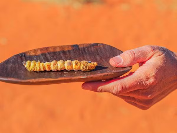 Người ta có thể nướng, chiên hoặc trộn sốt xì dầu chua cay ấu trùng bướm Witchetty Grub. Tuy nhiên, món ấu trùng bướm Witchetty Grub nướng được xem là món thơm ngon nhất, được nhiều thực khách yêu thích, cũng được xem như đặc sản Australia nên thử.