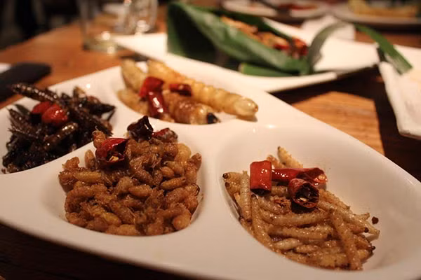 Australia là đất nước nổi tiếng với những điều kỳ thú và tất nhiên văn hóa ẩm thực ở nơi đây cũng vô cùng đặc sắc. Trong số những món đặc sản của xứ sở chuột túi, không thể không kể đến món ấu trùng bướm Witchetty Grub, món ăn được mệnh danh là món ăn kinh dị ở Australia.