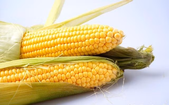 Ăn gì để giúp mạch máu khỏe mạnh hơn? Đầu tiên là ngô, ngô chứa nhiều axit béo không no, đặc biệt ngô chứa nhiều axit linoleic, hàm lượng axit linoleic lên tới hơn 60%. Dữ liệu liên quan cho thấy axit linoleic có thể giúp cơ thể chuyển hóa cholesterol và chất béo.