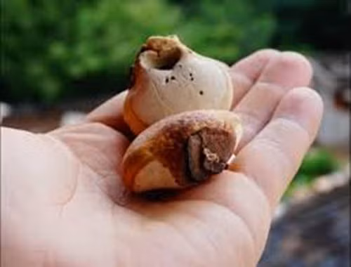 Không chỉ thế, nó còn chứa các chất giúp tiêu diệt tế bào ung thư trong cơ thể người, ức chế tái tạo tế bào ung thư. Bệnh nhân ung thư ăn loại quả này có thể làm giảm bệnh một cách hiệu quả, ức chế sự phát triển của bệnh và giảm ảnh hưởng của xạ trị và hóa trị đối với cơ thể con người.