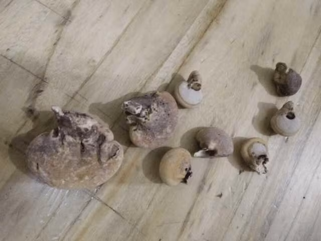 Làm theo cách này, hàm lượng chất dinh dưỡng có trong quả tu nguyên có thể được cơ thể con người hấp thụ và sử dụng một cách đầy đủ và nhanh chóng.