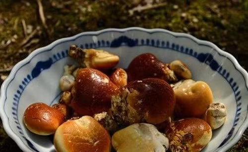 Loại quả dân dã này có tên là quả tu nguyên, sinh trưởng trên cây chết khô ở vùng cao nguyên Tây Tạng. Thịt quả màu trắng sữa, trong y học cổ truyền Trung Quốc thường dùng làm thuốc nam chữa viêm phế quản, ho, hen suyễn, viêm họng, đau răng.