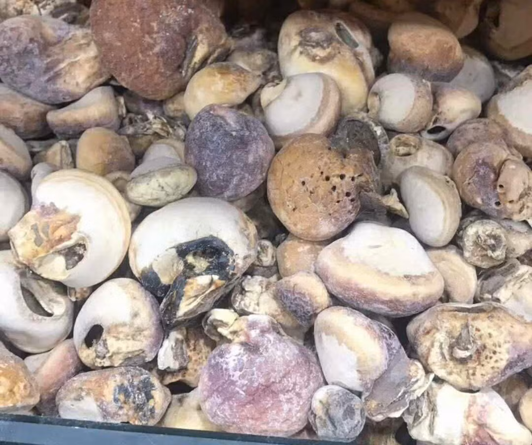 Để chống lại ung thư, hãy bắt đầu từ việc phòng bệnh. Hôm nay giới thiệu với mọi người một loại quả dân dã được mệnh danh là "sát thủ" của tế bào ung thư, cùng tham khảo nhé.