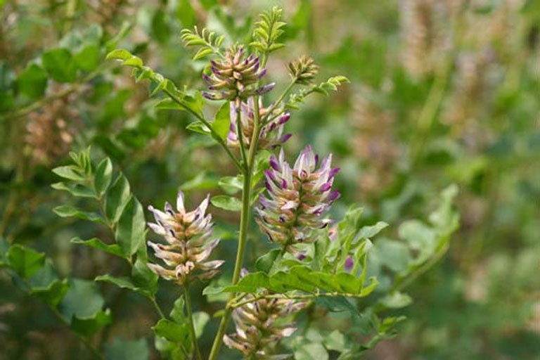 Hoạt chất của cam thảo có nhiều tác dụng dược lý khác nhau, không chỉ y học cổ truyền chú ý đến mà Tây y cũng phát hiện ra những tác dụng của nó như chống oxy hóa, tiêu viêm, giải độc, kháng histamine, kháng khuẩn, bảo vệ gan cho trẻ em và người già.