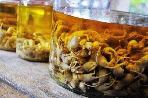 Theo tìm hiểu, rượu chuột ngâm là một loại rượu đặc sản lưu truyền trong dân gian, phụ nữ thôn quê thường uống rượu này để ngăn ngừa phong hàn sau khi sinh, hạn chế bệnh tật.