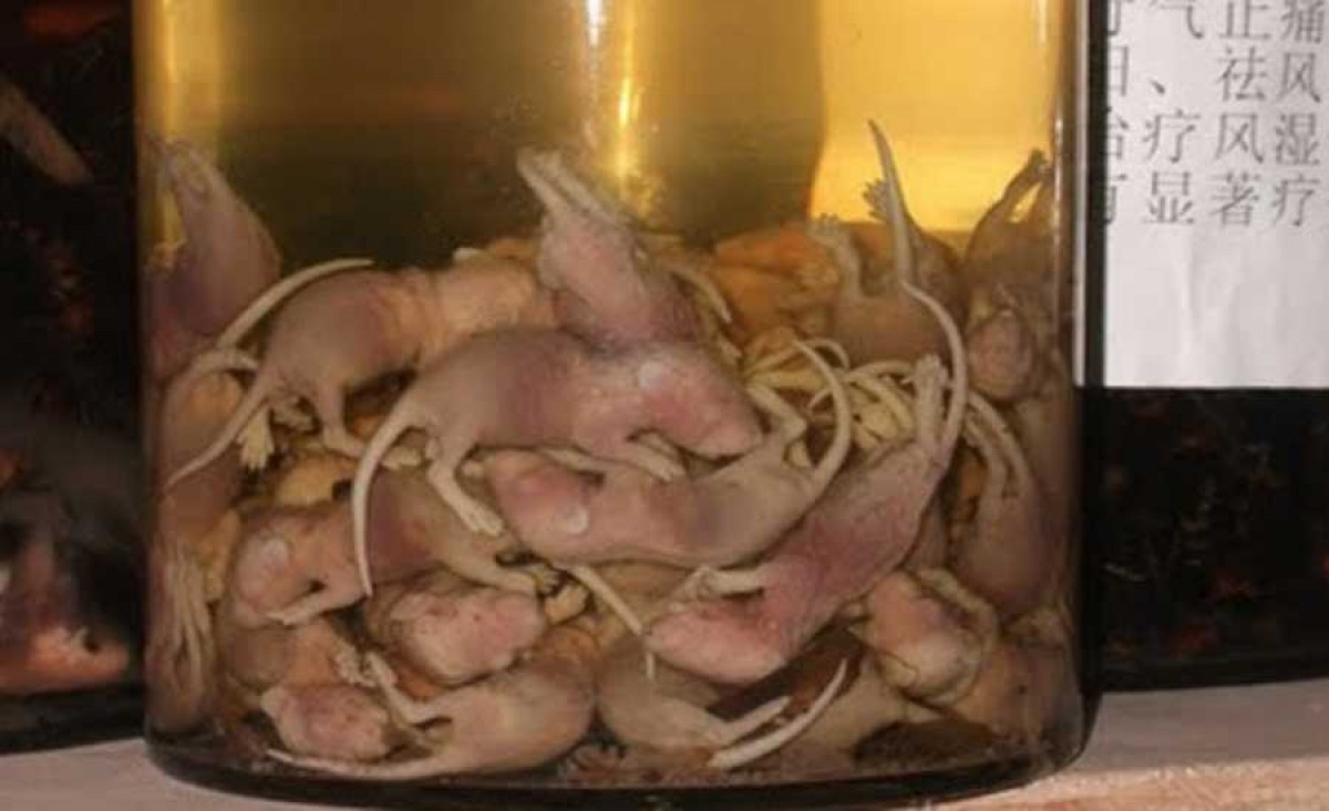 TS.BS Phạm Bá Tuyến - Phó giám đốc BV Y học cổ truyền (Bộ Công an) từng lên tiếng cảnh báo, không có căn cứ để cho rằng rượu chuột là thuốc bổ, thuốc tăng cường sinh lý… Rượu đã là chất độc hại, ảnh hưởng tới gan, thận. Nếu người sử dụng cứ chạy theo phong trào thì không những không được bồi bổ mà còn có tác dụng ngược.