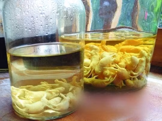 Chính vì vậy chúng thường được dùng làm thuốc bổ khí, dưỡng huyết, chữa các chứng hư lao, suy nhược, thận hư tinh kém, đau lưng, mỏi gối. Thế nhưng, đến nay, hiệu quả của loại rượu chuột vẫn không được các nhà khoa học công nhận và xác thực.