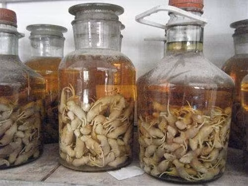 Được biết, chuột dùng để ngâm rượu phải là chuột mới sinh, bắt buộc dưới 3 ngày tuổi, mắt vẫn nhắm. Theo quan niệm, chuột càng ít tuổi càng bổ dưỡng. Sau khi rửa sơ, những con chuột này sẽ được cho vào bình rồi đổ rượu vào ngâm. Thời gian ngâm rượu từ 3 - 6 tháng, nhìn chung càng lâu càng tốt.