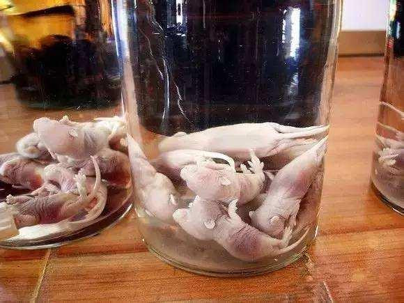 Đặc biệt, nguy cơ lây lan dịch bệnh từ chuột chủ yếu qua đường nước tiểu và chứa trong gan, nội tạng, nên dù chưa bị nhiễm bệnh từ môi trường bên ngoài, chuột vẫn có thể mắc từ chuột mẹ.