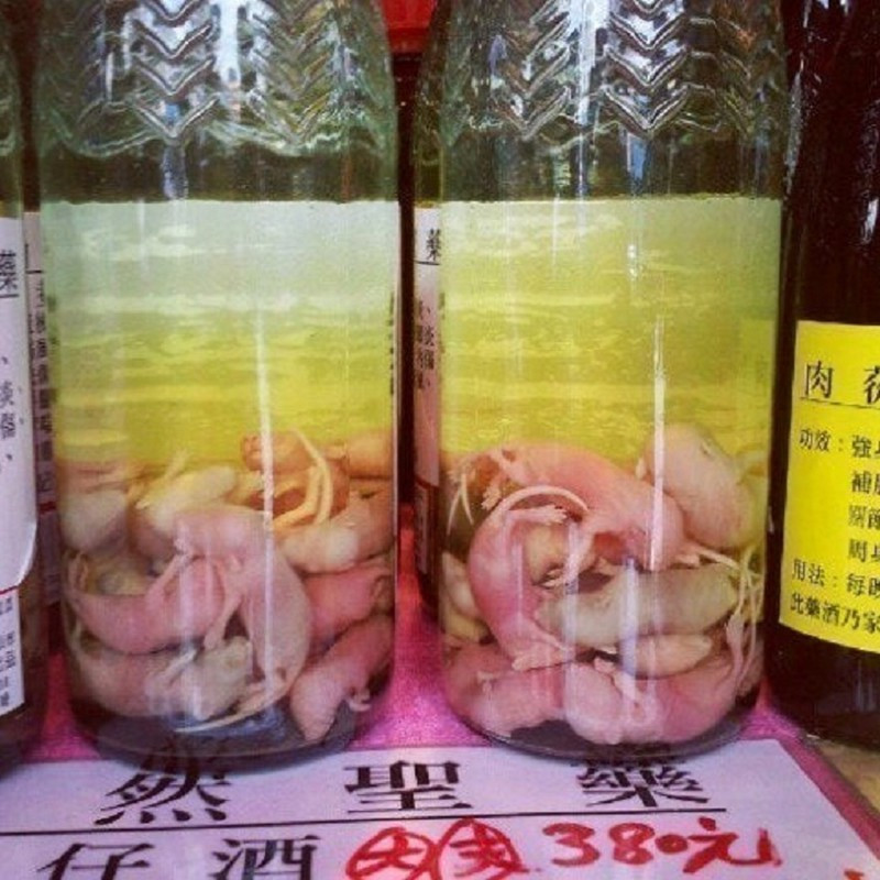 Những người uống loại rượu chuột này thì quả quyết, chuột được ngâm trong rượu có nồng độ rất cao, ít nhất phải từ 60 độ trở lên. Ngâm chuột trong rượu, protein trong cơ thể chúng sẽ dần dần bị phân hủy thành các axit amin và sau đó hòa tan trong rượu, nhờ đó, người uống dễ dàng hấp thụ hơn.