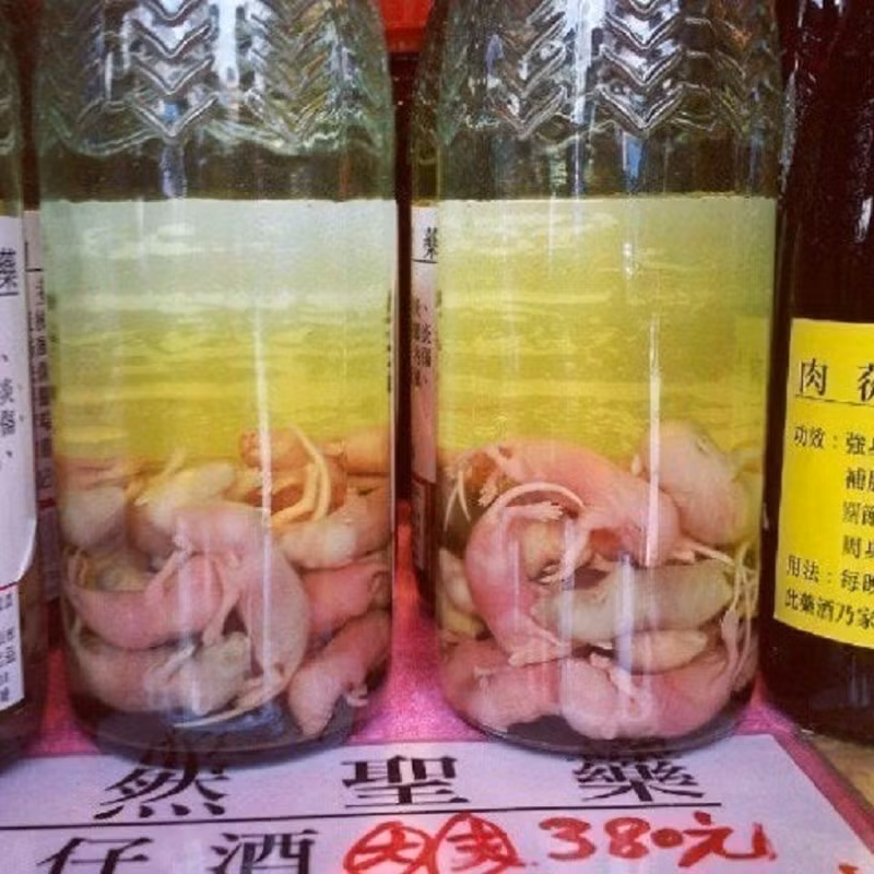 Những người uống loại rượu chuột này thì quả quyết, chuột được ngâm trong rượu có nồng độ rất cao, ít nhất phải từ 60 độ trở lên. Ngâm chuột trong rượu, protein trong cơ thể chúng sẽ dần dần bị phân hủy thành các axit amin và sau đó hòa tan trong rượu, nhờ đó, người uống dễ dàng hấp thụ hơn.