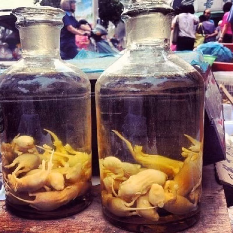 Vậy rượu chuột có thực sự bổ dưỡng như vậy hay không? Thực tế các nhà khoa học đã chứng minh chuột bao tử hay các loại bào thai hoặc vật con mới sinh của một số loài vật đều chứa chất đạm cao, giàu sinh tố và khoáng chất.