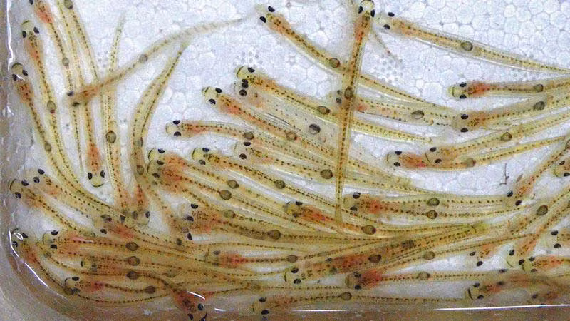 Nguyên liệu chính của món này là cá bống băng (Shirouo), có bề ngoài trong suốt. Tuy nhiên, ở từng nơi sẽ sử dụng các loài cá khác nhau. Ví dụ như tỉnh Fukuoka, shirouo được sử dụng là cá bống băng, còn ở tỉnh Yamaguchi sẽ là cá chình trắng.