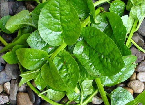 2 loai rau “dong bon” benh gut, an vai mieng da hai co the