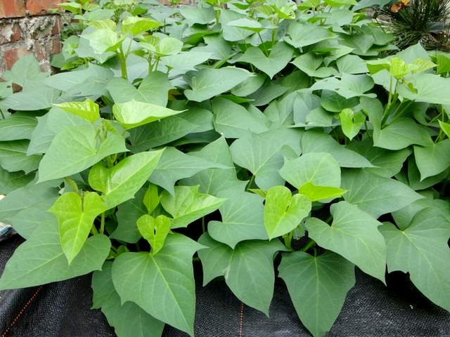 Phần đọt trong rau lang non có chứa một hợp chất, hoạt tính của hợp chất này gần giống insulin, nên việc ăn rau lang cũng có lợi cho những người bị bệnh tiểu đường vì có thể kiểm soát được lượng insulin trong cơ thể.