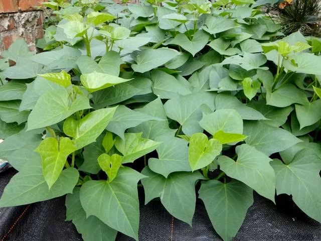 Phần đọt trong rau lang non có chứa một hợp chất, hoạt tính của hợp chất này gần giống insulin, nên việc ăn rau lang cũng có lợi cho những người bị bệnh tiểu đường vì có thể kiểm soát được lượng insulin trong cơ thể.