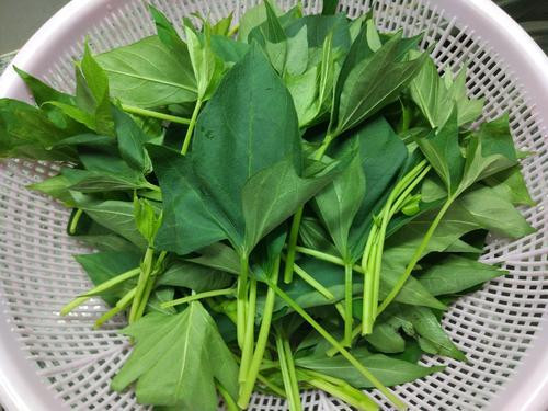 Có thể nói, rau khoai lang giúp chống lão hóa, thúc đẩy độ đàn hồi, mịn màng của da, giảm sự xuất hiện của các vết sạm. Ăn nhiều rau khoai lang cũng có thể ngăn ngừa bệnh thiếu máu, bổ sung sắt và vitamin hiệu quả.