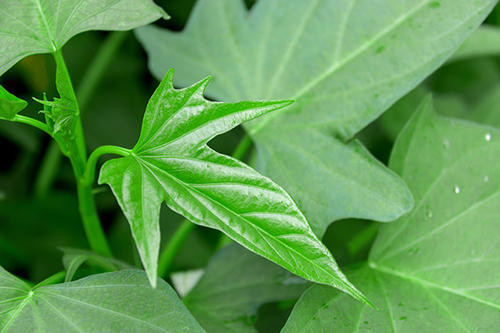 Rau lang cũng chứa beta cryptoxanthin, chất này có tác dụng trong việc phòng các bệnh viêm nhiễm mạn tính (như viêm khớp, thấp khớp,…), cải thiện sức khỏe cho xương và tăng cường hệ miễn dịch cơ thể.