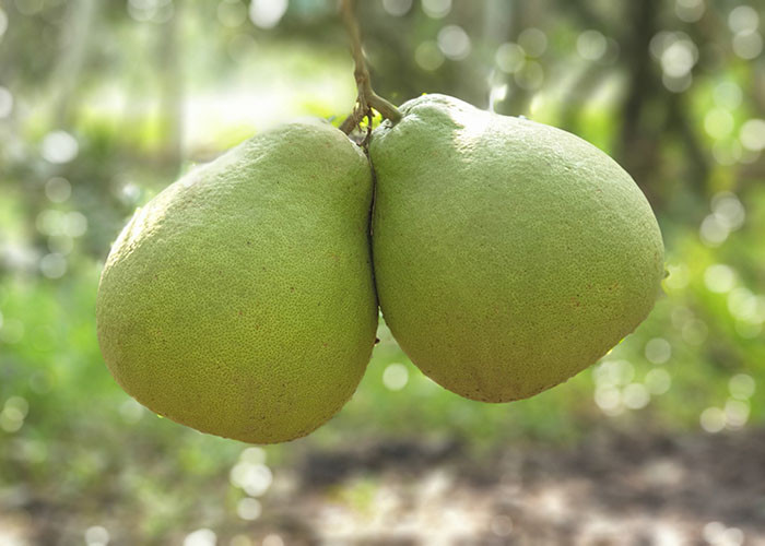 Thứ tám, thuốc ức chế miễn dịch một phần như viên nang mềm Cyclosporine và các thuốc có tá dược tương tự; Thứ chín, thuốc chống u bướu như Dasatinib (Sidasai), Erlotinib (Trocet), Everolimus (Finituo) và các thuốc có tá dược tương tự.