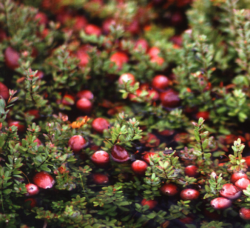 Theo tìm hiểu, quả nam việt quất hay Cranberry còn khá xa lạ với nhiều người. Nó cùng họ với việt quất (Blueberry) nhưng lại có màu sắc, công dụng và đặc trưng khác biệt. Tại Mỹ, trước đây nam việt quất mọc hoang dại, hiện tại nó được tôn xưng là "vua trái cây" nhờ vô số công dụng tuyệt vời của mình.