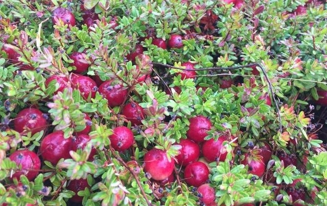 Cụ thể, các thành phần này có khả năng làm giảm cholesterol xấu, tăng cholesterol tốt, bảo vệ sức khỏe của tim mạch, tăng cường và cải thiện mạch máu, giảm xơ vữa động mạch.