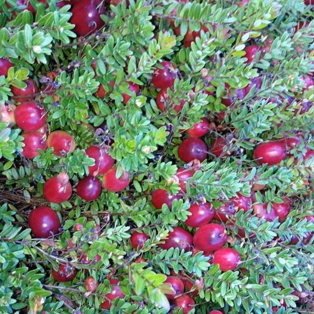 Nam việt quất là một loài cây bụi thấp xanh quanh năm, cũng có thể mọc theo dạng dây bò trên đất, ở các vùng ngập nước. Tên Cranberry, có nguồn gốc từ chữ "craneberry" ("crane" nghĩa là "hạc"), được dùng đầu tiên bởi những người di dân từ châu Âu sang Mỹ, vì họ thấy hình dáng cánh hoa, đài hoa, cuống hoa giống như mỏ, đầu và cổ chim hạc.