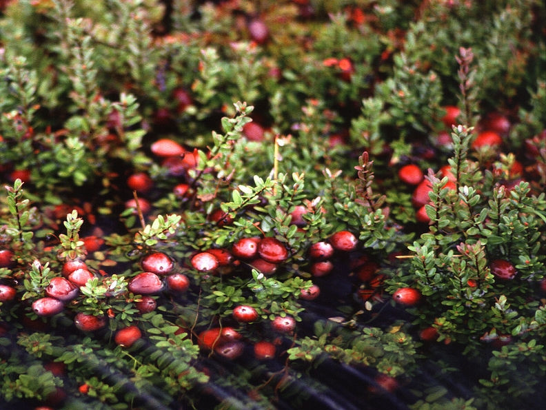 Quả này có thể ăn tươi nhưng vì vị gắt nên mọi người thường dùng nó làm làm nước ép, sấy khô thành mứt. Khi chết biến sẽ thường cho thêm đường để dễ sử dụng hơn.