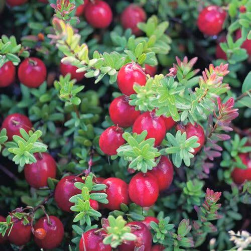 Quả nam việt quất có hình dáng khá to, gần giống với quả cà chua bi. Lúc đầu, chúng khoác lớp vỏ màu trắng, sau thì chuyển dần sang đỏ thẫm khi chín hẳn. Khi chín hẳn, quả sẽ mọng nước, có vị chua lẫn ngọt nhưng thường vị chua sẽ gắt lấn át vị ngọt hơn.