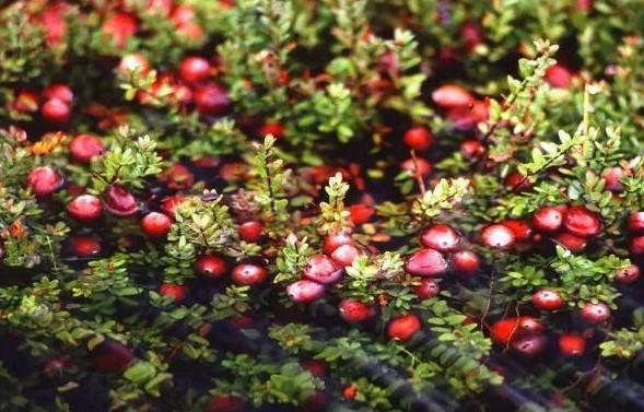 Chưa hết, nam việt quất có chứa hoạt chất kích thích các tín hiệu xung thần kinh của não, giúp não bộ chống lại stress oxy hóa, giảm các chứng liên quan đến trí nhớ theo tuổi tác, cải thiện bộ nhớ và chức năng não. Ngoài ra, nó cũng giúp ngăn ngừa nhiễm trùng đường tiết niệu, làm giảm nguy cơ loãng xương, dưỡng da, làm đẹp. Mời quý độc giả xem video: Thập tử nhất sinh sau khi ăn 3 quả cherry. Nguồn: VTC14.