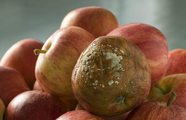 1. Mua trái cây và rau củ hư, thối: Một số người mua trái cây, rau củ hư thối một phần với giá cực rẻ vì tiết kiệm. Thế nhưng trái cây và rau quả bị thối rữa sẽ sinh ra nhiều loại vi sinh vật khác nhau và sản sinh ra các chất độc hại như nấm mốc và patulin, tạo điều kiện cho ung thư phát triển.