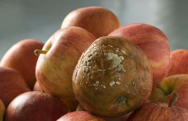 1. Mua trái cây và rau củ hư, thối: Một số người mua trái cây, rau củ hư thối một phần với giá cực rẻ vì tiết kiệm. Thế nhưng trái cây và rau quả bị thối rữa sẽ sinh ra nhiều loại vi sinh vật khác nhau và sản sinh ra các chất độc hại như nấm mốc và patulin, tạo điều kiện cho ung thư phát triển.