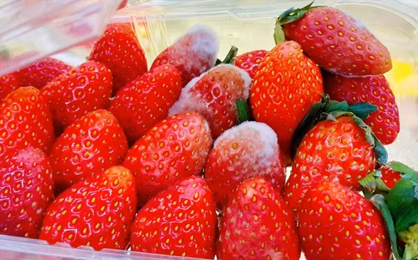 Qua trường hợp này, bác sĩ cũng nhấn mạnh, ung thư chính là căn bệnh gây đau đớn, điều trị khó khăn, chi phí lớn, tỷ lệ tử vong cao. Ngoài di truyền, một số thói quen sinh hoạt và ăn uống không tốt theo thời gian có thể gây ung thư. Hãy bỏ ngay 5 thói quen này nếu muốn khỏe mạnh.