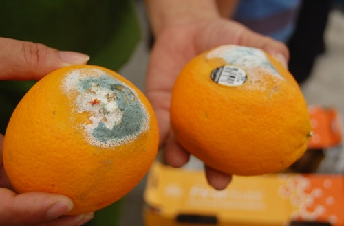 Phải biết rằng, ngay cả khi bạn loại bỏ phần hư hỏng, phần còn lại trông có vẻ lành lặn nhưng có thể cũng đã chứa đầy độc tố. Ngoài ra, nếu rau củ quả ở nhà đã để lâu, không còn tươi mới nữa, đừng ngần ngại mà vứt đi.