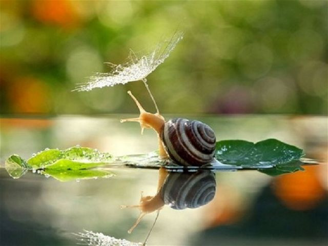 Nhắc đến ốc sên, nhiều người không khỏi rùng mình vì ốc sên nổi tiếng là loài ốc có độ nhớt cực cao. Thế nhưng thực tế, ốc sên lại là món ăn kinh dị nhưng bổ đưỡng được nhiều người bạo gan ưa thích.