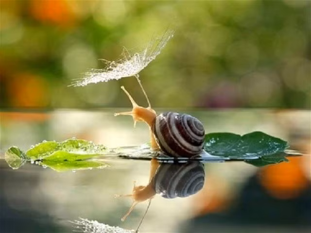 Nhắc đến ốc sên, nhiều người không khỏi rùng mình vì ốc sên nổi tiếng là loài ốc có độ nhớt cực cao. Thế nhưng thực tế, ốc sên lại là món ăn kinh dị nhưng bổ đưỡng được nhiều người bạo gan ưa thích.