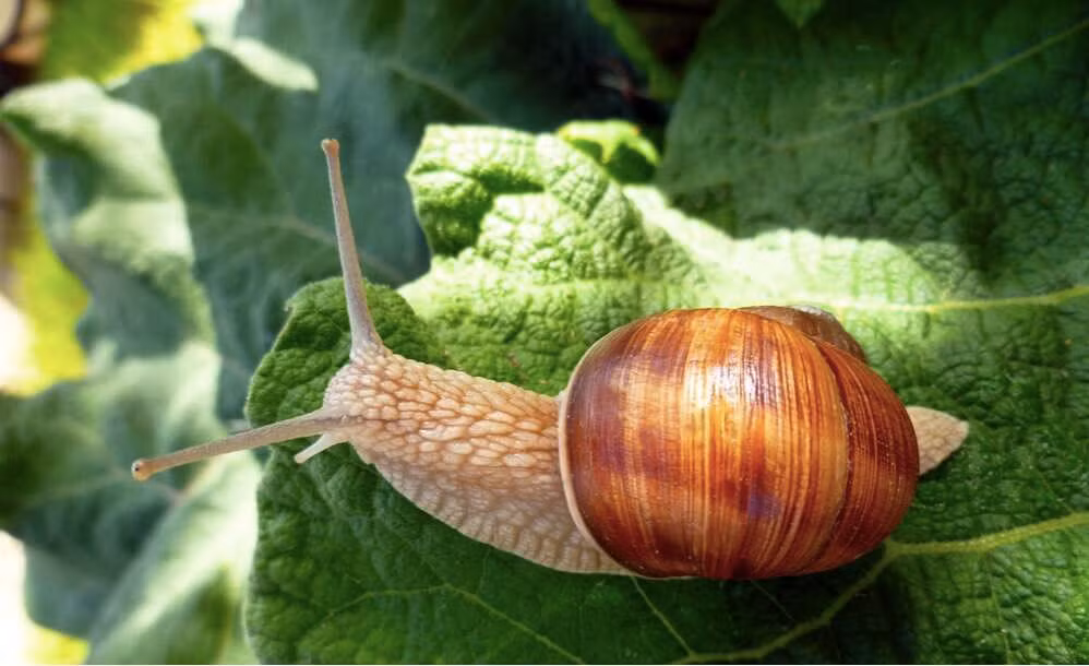 Trong ẩm thực Pháp, ốc sên thường được làm sạch, lấy ra khỏi vỏ để chế biến (thường là nướng) rồi đặt lại vào vỏ với bơ và sốt để phục vụ thực khách. Cách chế biến ốc sên phổ biến nhất là kết hợp ốc sên với bơ và tỏi, gà hoặc rượu vang. Một số nguyên liệu gia tăng hương vị có thể thêm vào như cỏ xạ hương, mùi tây, hạt thông.